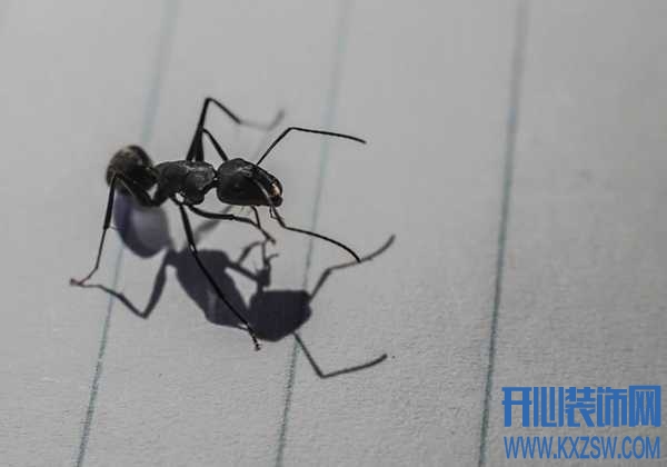高层住宅有蚂蚁怎么办，除虫蚁有哪些办法？10个技巧小分享