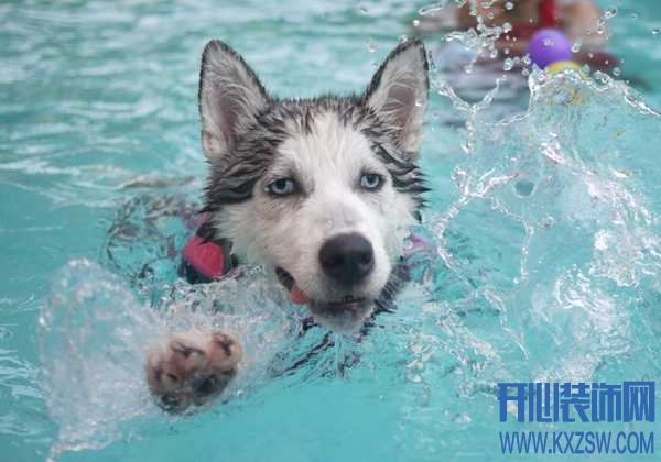 狗狗初次下水之前需要准备什么，宠物狗游泳需要注意哪些问题？