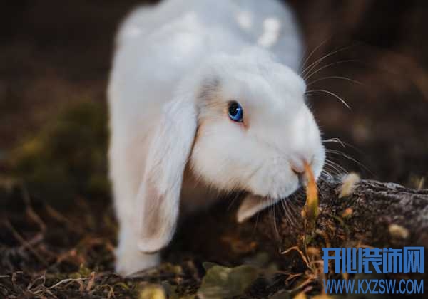 兔子没胃口怎么办？导致兔子食欲不振的愿意有哪些，兔子对生活环境有何要求