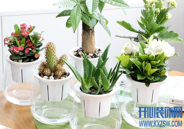 净化空气适合什么植物？在家里养哪些植物能吸尘又除味？