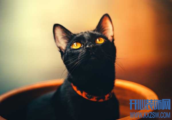 在民间传闻中，养黑猫不吉利是怎样的说法？在家里养猫咪有哪些好处