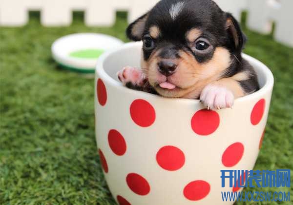 茶杯犬喜欢抓咬家具如何处理，如何给茶杯犬寻找发泄物，引导茶杯犬的方法