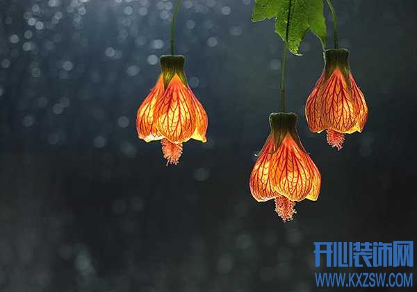 灯笼花好养吗？适合灯笼花的养殖环境是什么样的，养花的小技巧分享