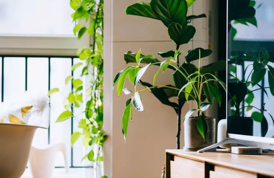 室内绿植装修风水讲究吗？